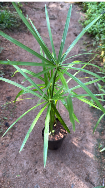 Umbrella Palm (Cyperus alternifolius) Indoor / Outdoor Live Plant