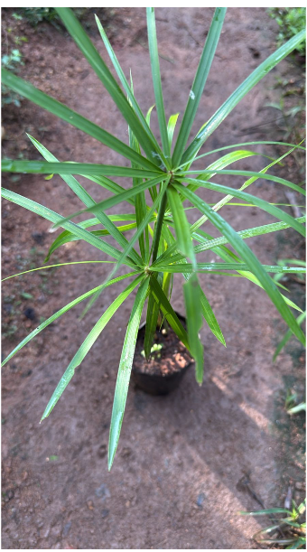 Umbrella Palm (Cyperus alternifolius) Indoor / Outdoor Live Plant