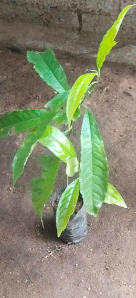 Rudraksh Layered Live Plant