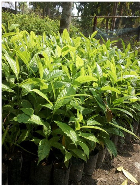 Rudraksh Layered Live Plant