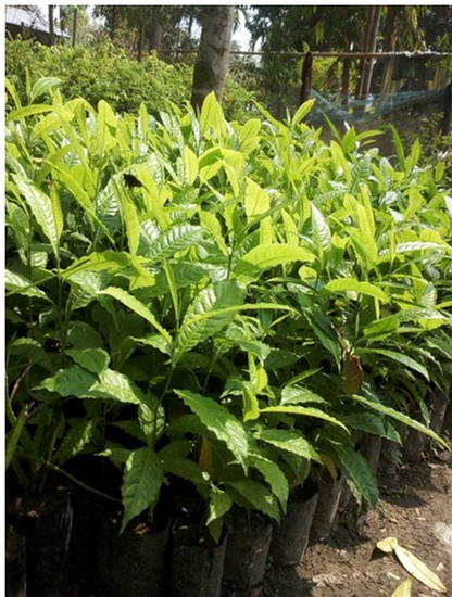 Rudraksh Layered Live Plant