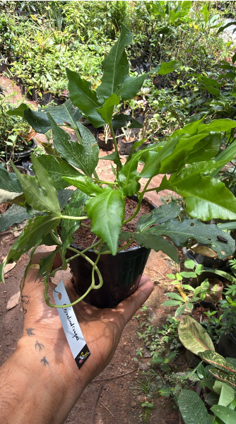 Cardinal Creeper (Ipomoea Horsfalliae) Grafted Live Plant