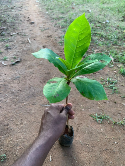 Indian Almond / Badam (Terminalia catappa) Fruit Live Plant