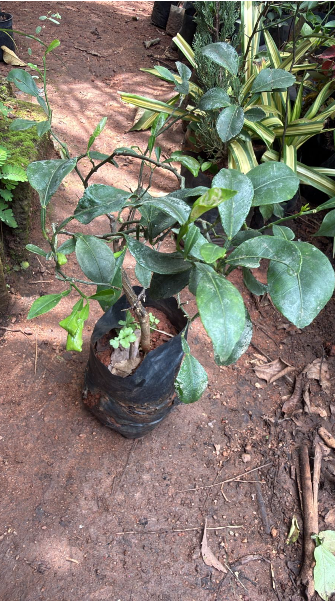 Kinnow Orange Live Plant