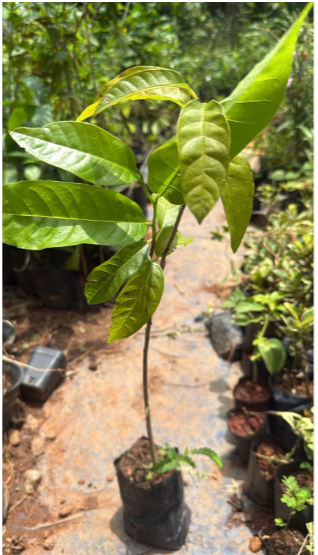 Tropical Red Cherimoya (Annona reticulata) Fruit Live Plant