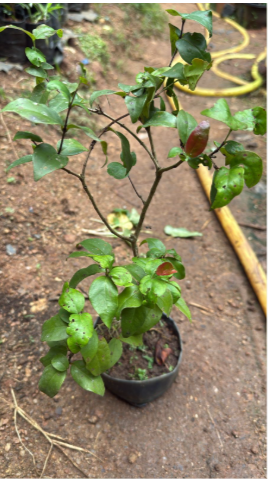 Surinam cherry  Bonsai Tree  Live Plant