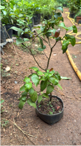 Surinam cherry  Bonsai Tree  Live Plant