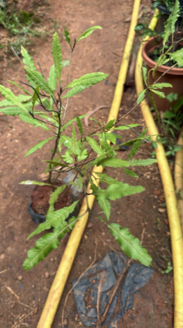 Spring Guava (Psidium guajava) Fruit Live Plant