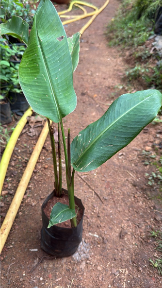Heliconia Vellerigera Flowering Live Plant