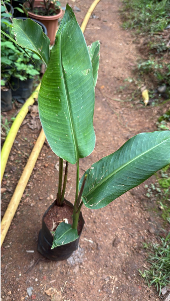 Heliconia Vellerigera Flowering Live Plant