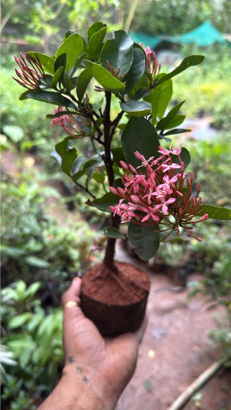 Ixora Pink Bonsai Live Plant