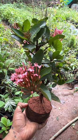 Ixora Pink Bonsai Live Plant
