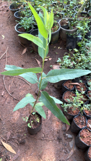 Eucalyptus Plant Medicinal Live Plant