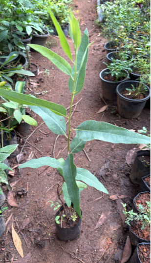 Eucalyptus Plant Medicinal Live Plant