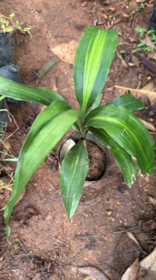 Corn Plant (Dracaena fragrans 'Massangeana') Indoor / Outdoor Live Plant