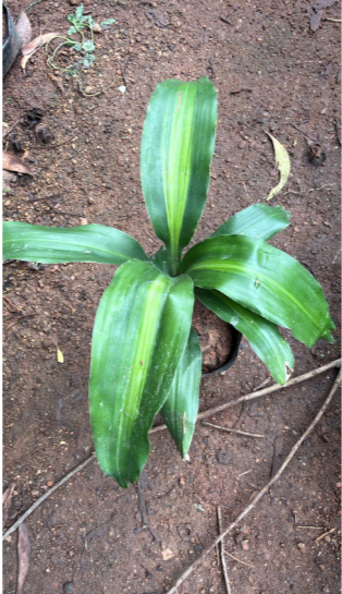 Corn Plant (Dracaena fragrans 'Massangeana') Indoor / Outdoor Live Plant