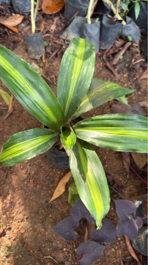 Corn Plant (Dracaena fragrans 'Massangeana') Indoor / Outdoor Live Plant