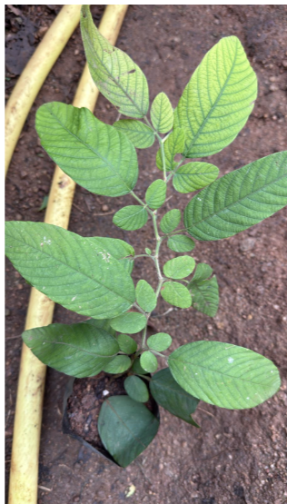 Phyllodium longipes /Seethamudi Rare Exotic Flowering Plant