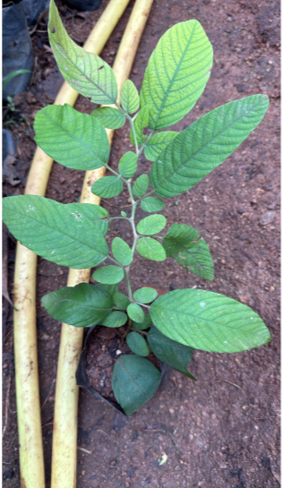 Phyllodium longipes /Seethamudi Rare Exotic Flowering Plant