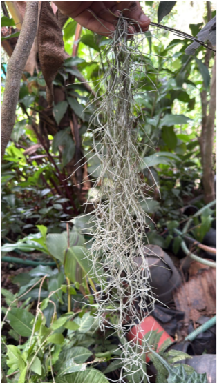 Spanish Moss (Tillandsia usneoides) Air Plant