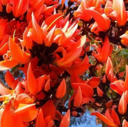 Pubba Nakshatra Tree – Red Palash (Butea monosperma) Live Plant
