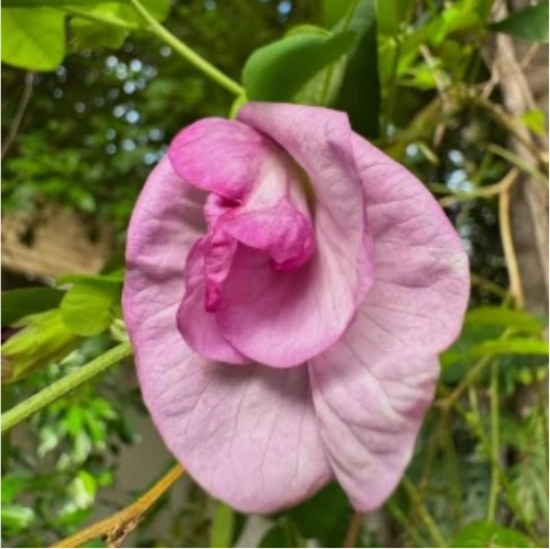 Aparajita / clitoria  Sangupushpam Mixed Seeds
