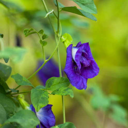 Aparajita / clitoria  Sangupushpam Mixed Seeds