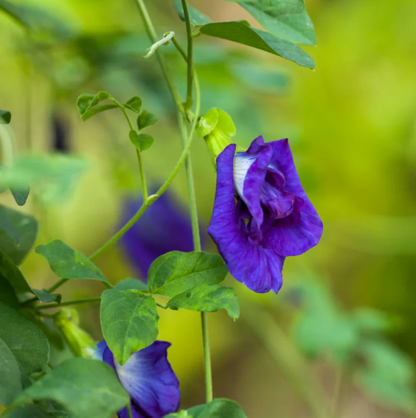 Aparajita / clitoria  Sangupushpam Mixed Seeds