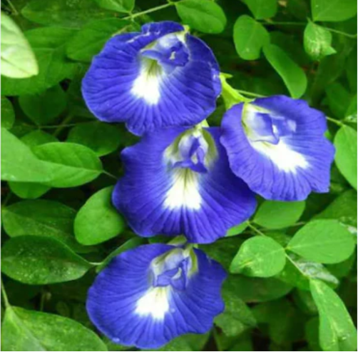 Aparajita / clitoria  Sangupushpam Mixed Seeds