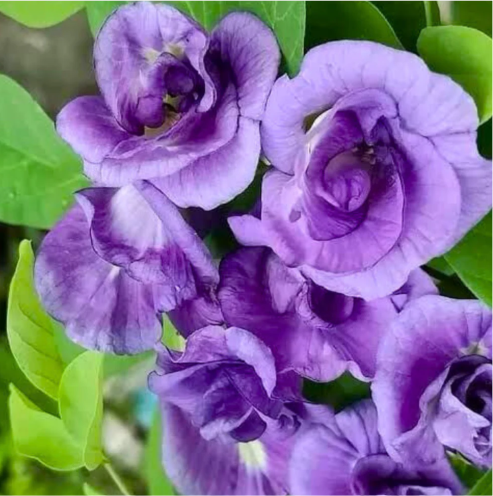 Aparajita / clitoria  Sangupushpam Mixed Seeds
