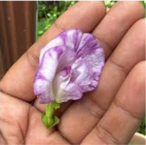 Aparajita / clitoria  Sangupushpam Mixed Seeds