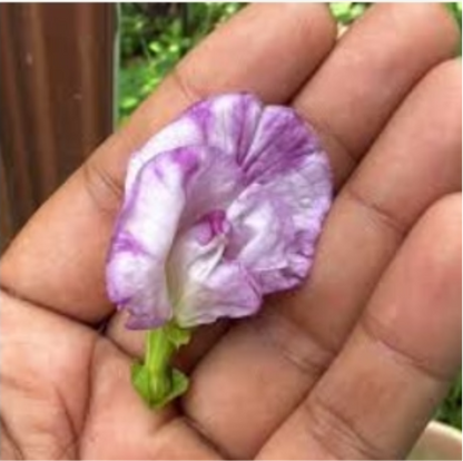 Aparajita / clitoria  Sangupushpam Mixed Seeds