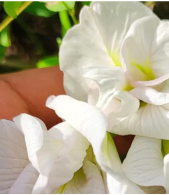Aparajita / clitoria  Sangupushpam Mixed Seeds