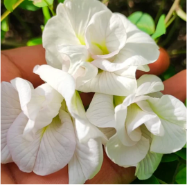 Aparajita / clitoria  Sangupushpam Mixed Seeds