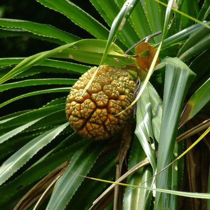 Bees Plant Hub Screw-Pine Variegated (kewda) Medicinal Live Plant