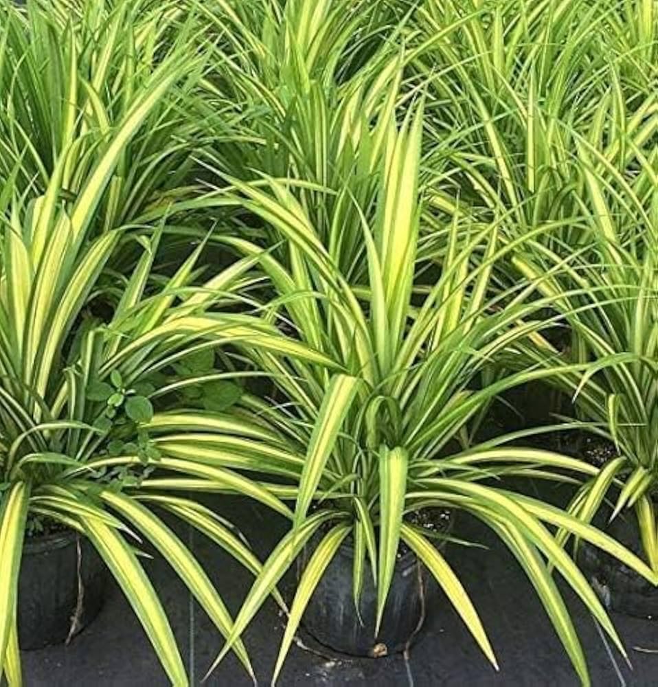 Bees Plant Hub Screw-Pine Variegated (kewda) Medicinal Live Plant