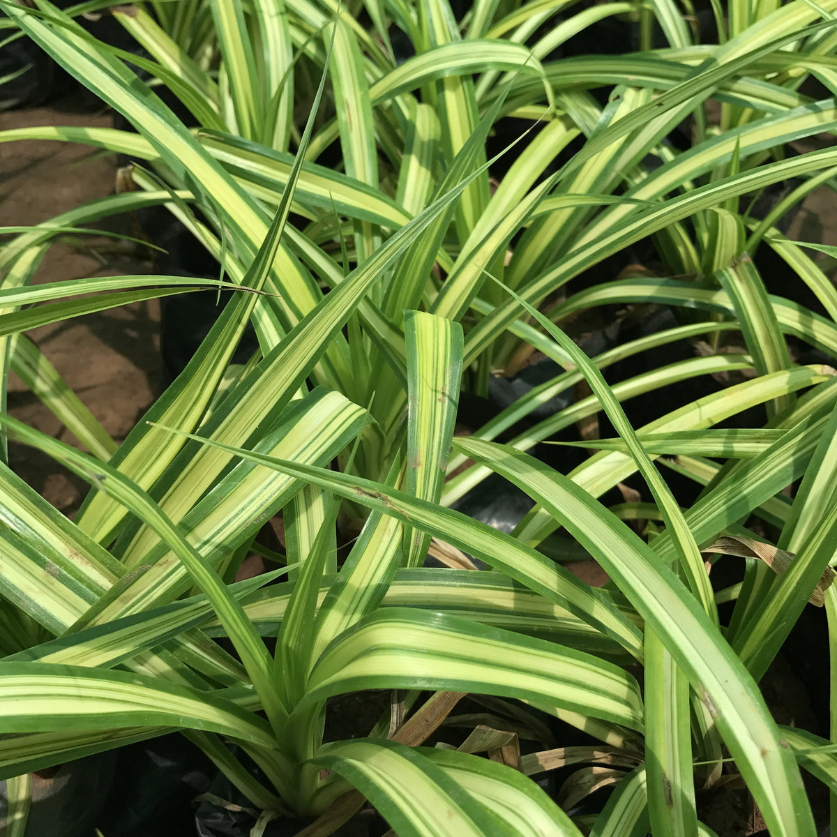 Bees Plant Hub Screw-Pine Variegated (kewda) Medicinal Live Plant