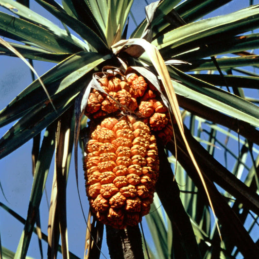 Bees Plant Hub Screw-Pine (kewda) Medicinal Live Plant