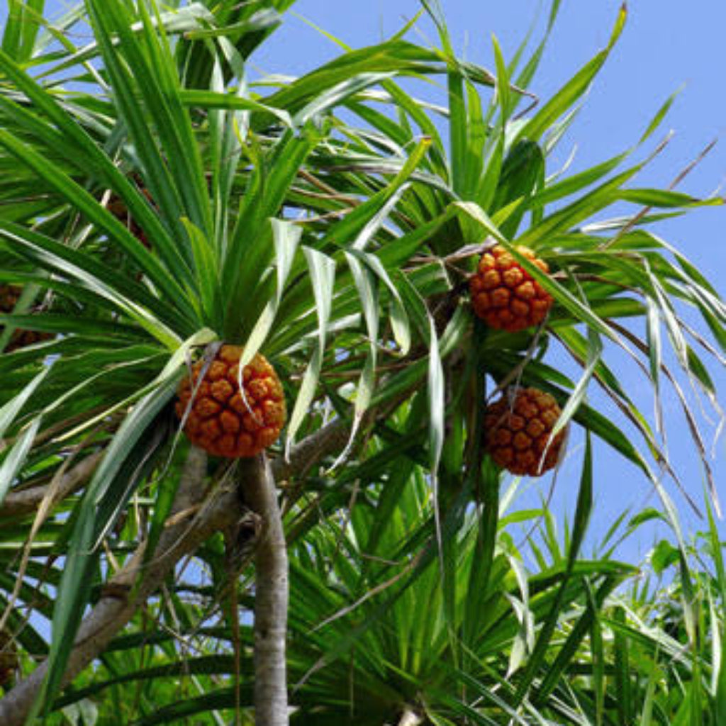 Bees Plant Hub Screw-Pine (kewda) Medicinal Live Plant