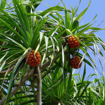 Bees Plant Hub Screw-Pine (kewda) Medicinal Live Plant