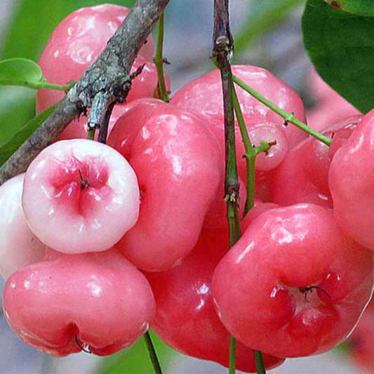 Bees Plant Hub Seedless Red Water Apple (Syzygium aqueum) Fruit Live Plant