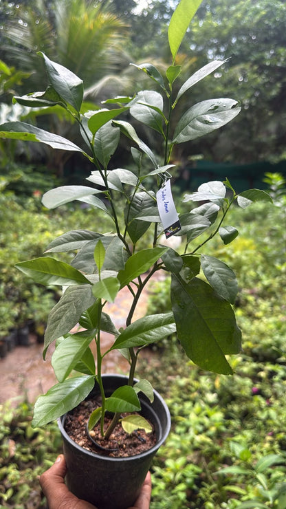 Bees Plant Hub Seedless Lemon (Citrus Lemon) Fruit Live Plant