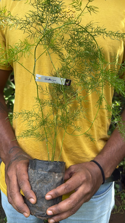 Bees Plant Hub Shatavari (Asparagus racemosus) Medicinal Live Plant