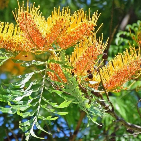 Bees Plant Hub Silk Oak Tree (Grevillea robusta) Live Plant