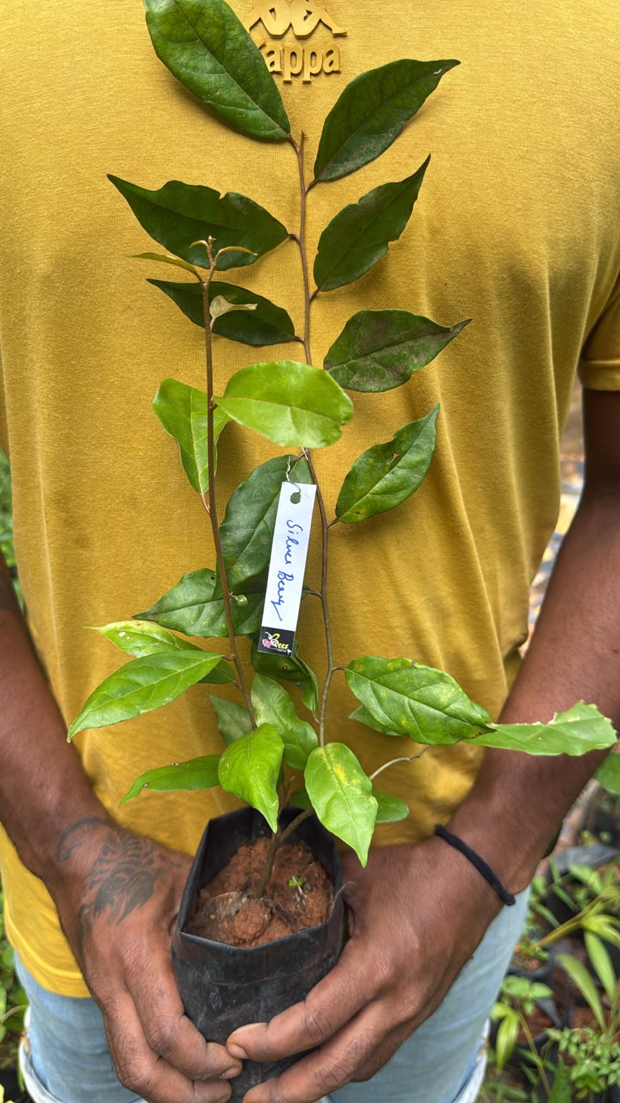 Bees Plant Hub Silver Berry Live Plant (Elaeagnus Commutata)