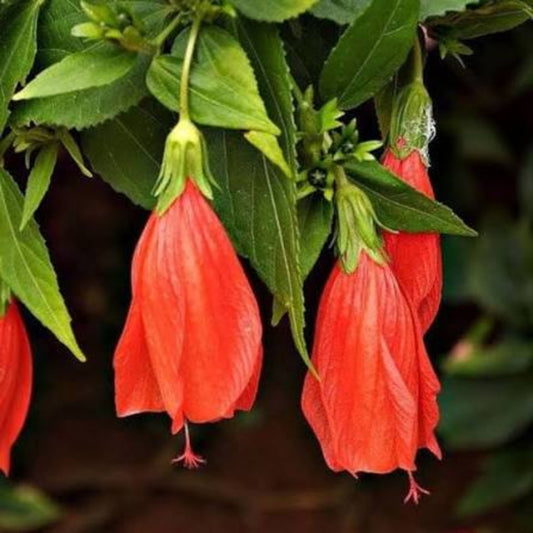 Bees Plant Hub Sleeping Hibiscus Red (Malvaviscus) Flowering Live Plant