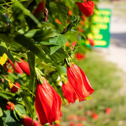 Bees Plant Hub Sleeping Hibiscus Red (Malvaviscus) Flowering Live Plant