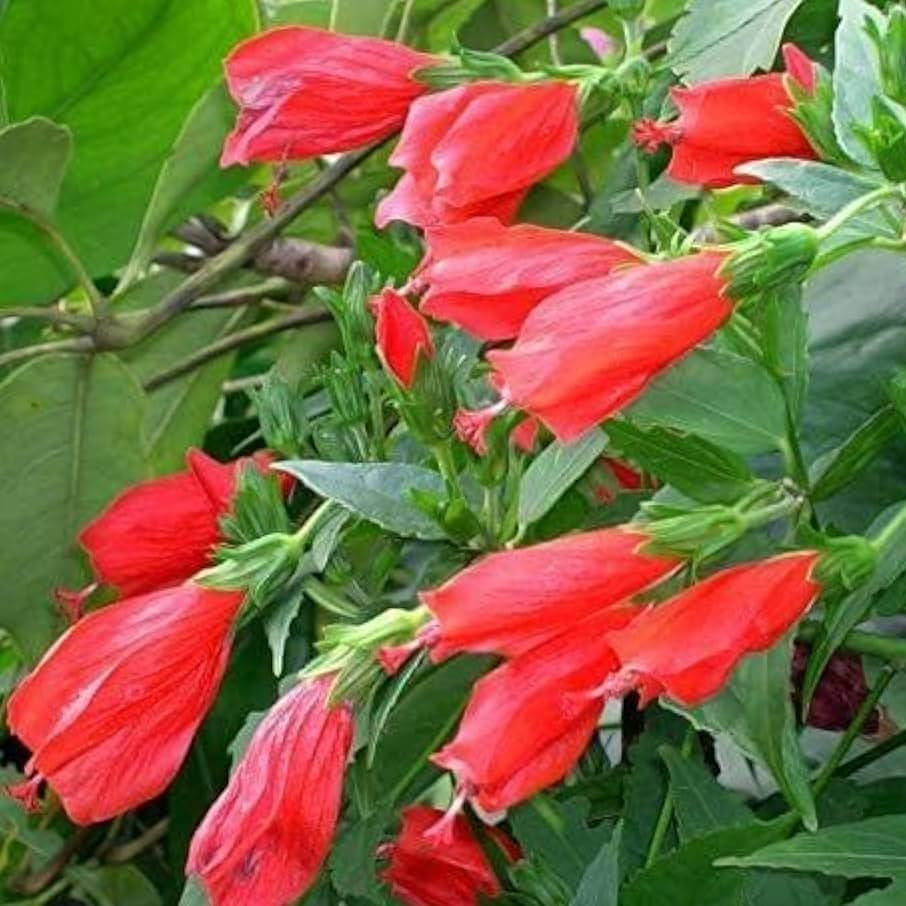 Bees Plant Hub Sleeping Hibiscus Red (Malvaviscus) Flowering Live Plant