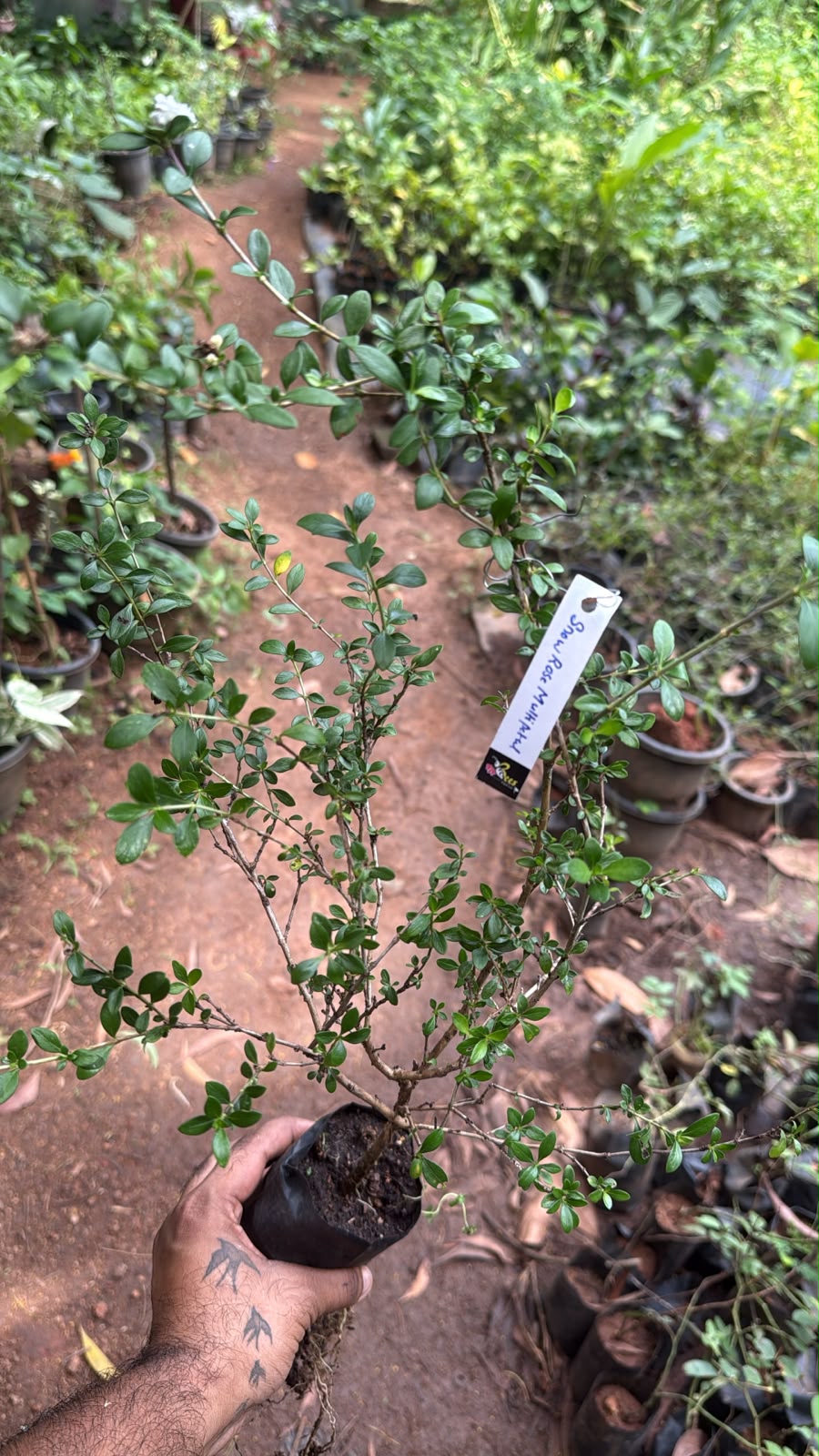 Bees Plant Hub Snow Rose Multi Petal (Serissa japonica) Live Plant