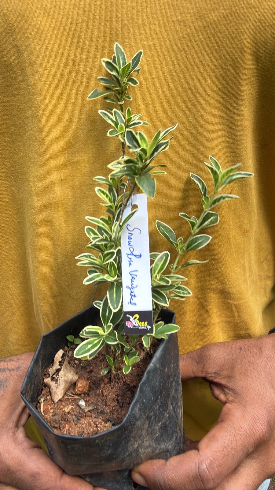 Bees Plant Hub Snow Rose Variegated (Serissa japonica) Live Plant